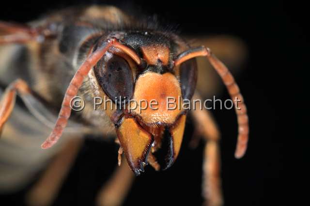 vespa velutina 2.JPG - Vespa velutinaFrelon asiatiqueAsian HornetHymenoptera, VespidaeFrance